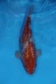 Gin Rin Ochiba Shigure-Koi For Sale 12