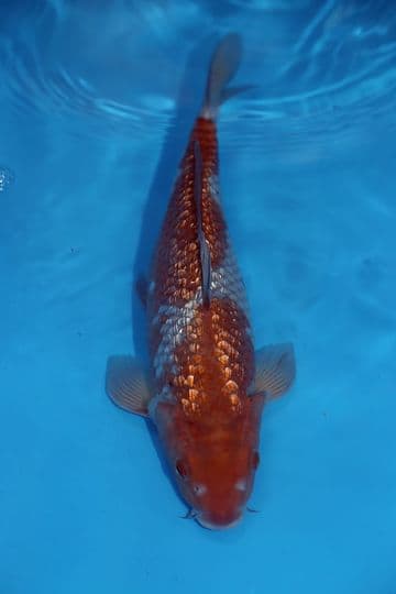 Gin Rin Ochiba Shigure-Koi For Sale 12" 9544