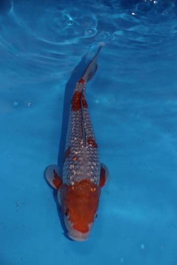 Gin Rin Ochiba Shigure-Koi For Sale 13" 9498