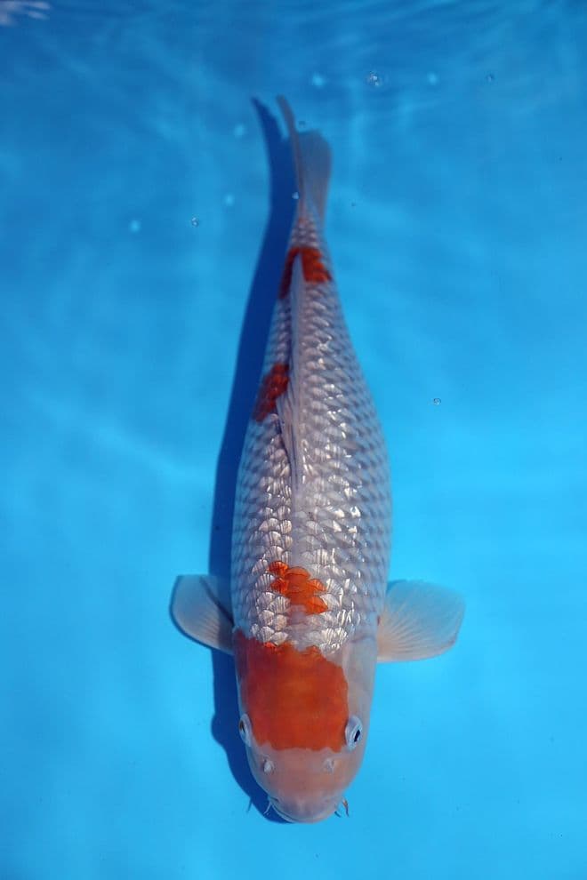 Gin Rin Ochiba Shigure-Koi For Sale 14