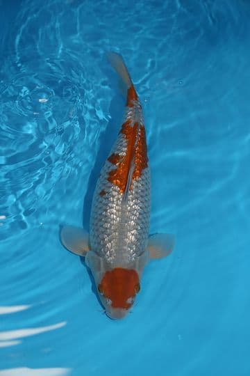 Gin Rin Ochiba Shigure-Koi For Sale 15" 9415