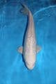 Gin Rin Purachina-Koi For Sale 14