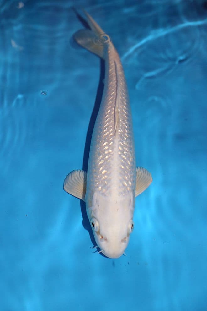 Gin Rin Purachina-Koi For Sale 14