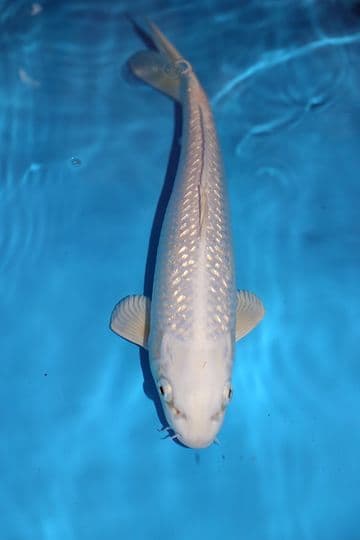 Gin Rin Purachina-Koi For Sale 14" 8663