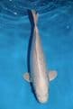 Gin Rin Purachina-Koi For Sale 14