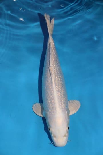 Gin Rin Purachina-Koi For Sale 14" 8690