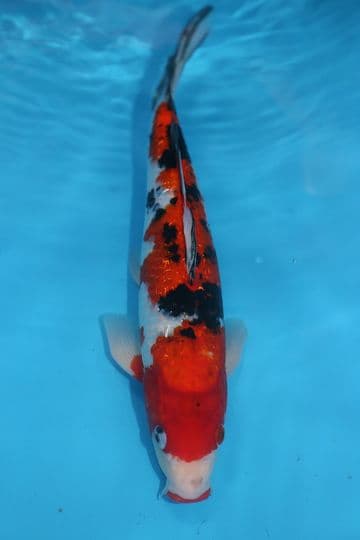 Gin Rin Sanke-Koi For Sale 12" 9534