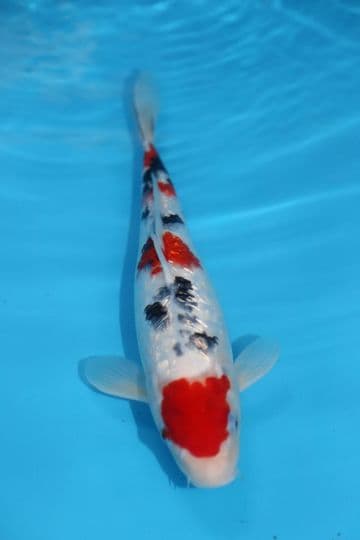 Gin Rin Sanke-Koi For Sale 12" 9573