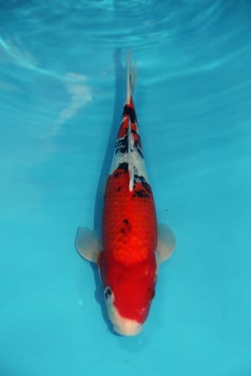 Gin Rin Sanke-Koi For Sale 12" 9578