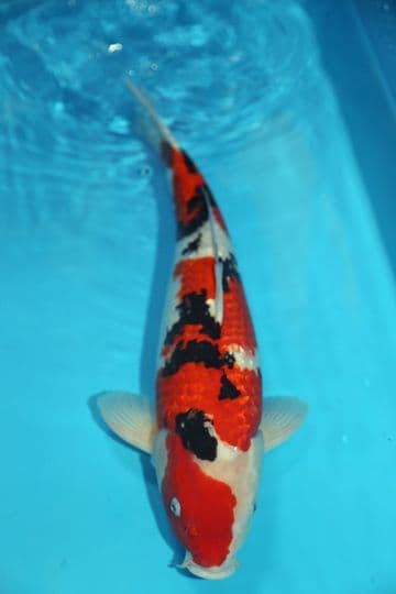 Gin Rin Sanke-Koi For Sale 18" 9700