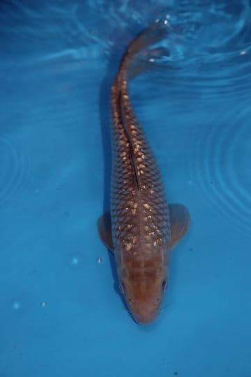 Gin Rin Sorogoi-Koi For Sale 12" 9539