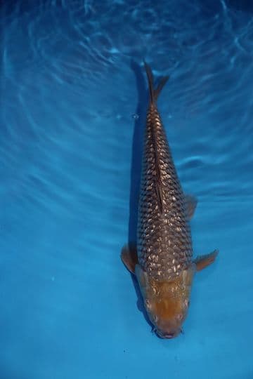 Gin Rin Sorogoi-Koi For Sale 14" 9424