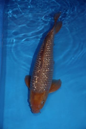 Gin Rin Sorogoi-Koi For Sale 16" 9421