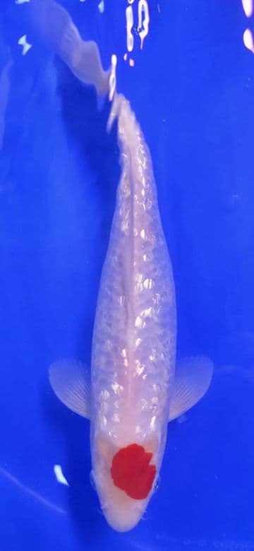 Gin Rin Tancho Kohaku-Koi For Sale 10" 005