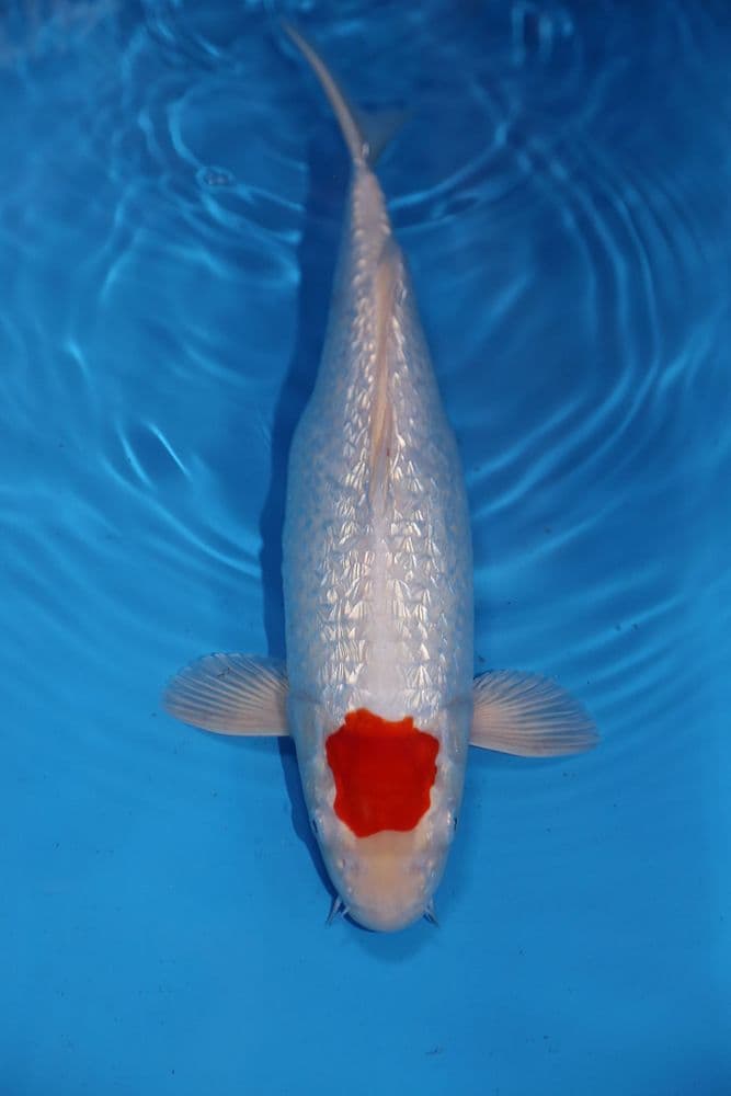 Gin Rin Tancho Kohaku-Koi For Sale 14