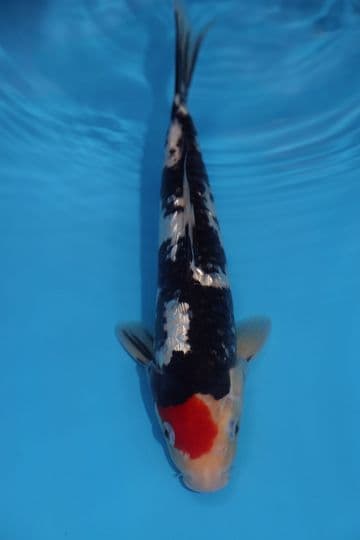 Gin Rin Tancho Sanke-Koi For Sale 12" 9583
