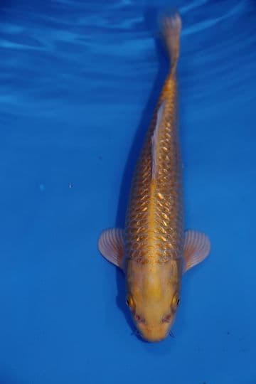 Gin Rin Yamabuki Ogon-Koi For Sale 11" 9561