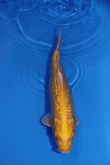 Gin Rin Yamabuki Ogon-Koi For Sale 15" 9485