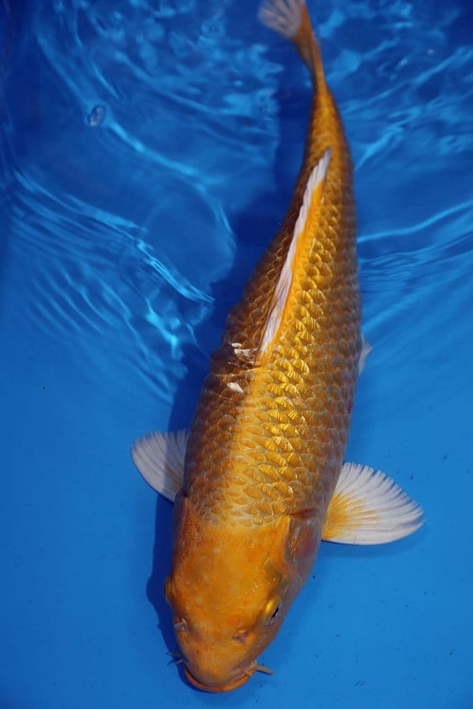 Gin Rin Yamabuki Ogon-Koi For Sale 16