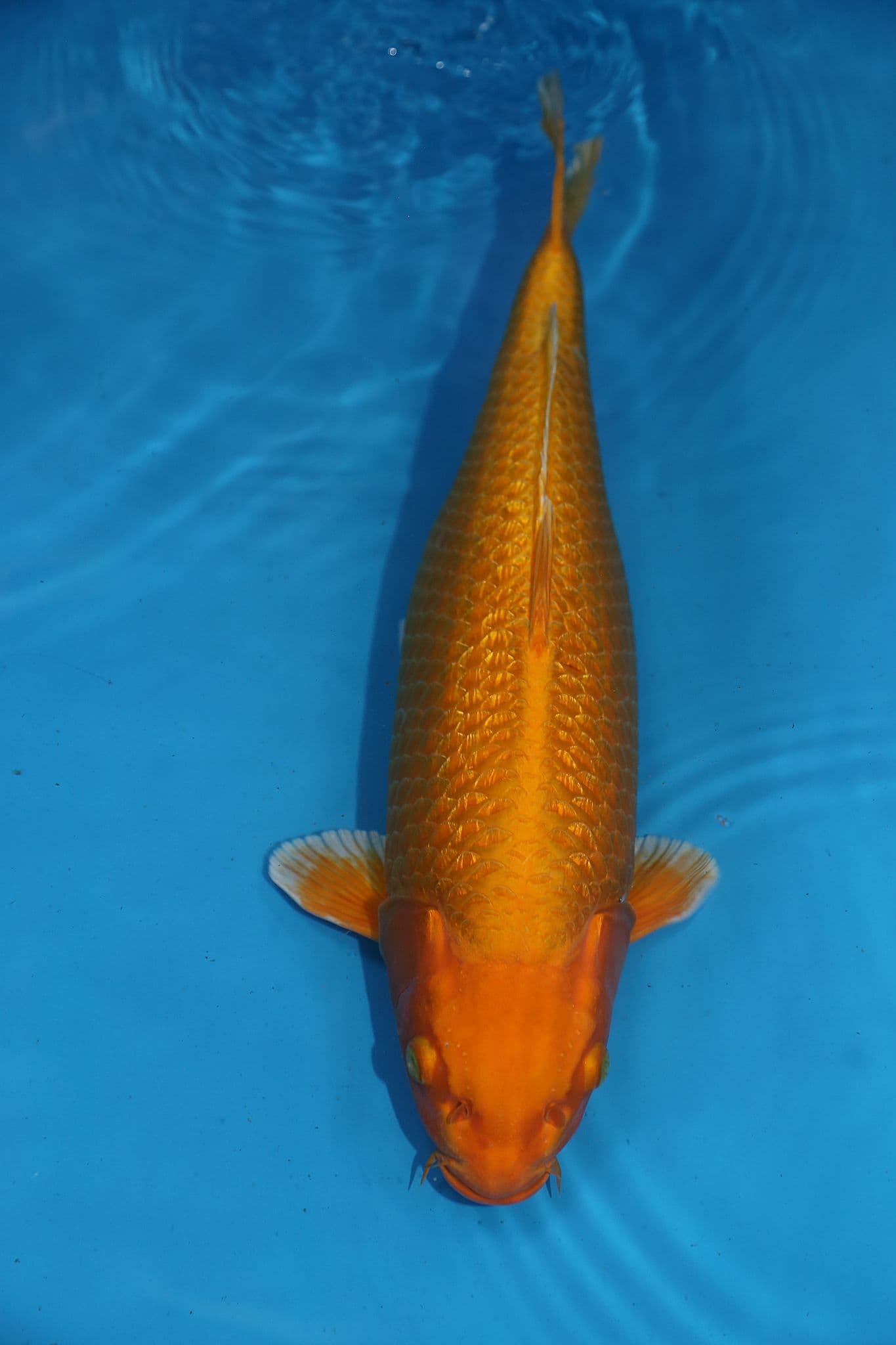 Gin Rin Yamabuki Ogon-Koi For Sale 18