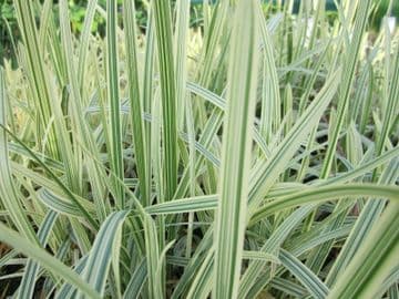 Glyceria maxima variegata 3 x 9cm Basket