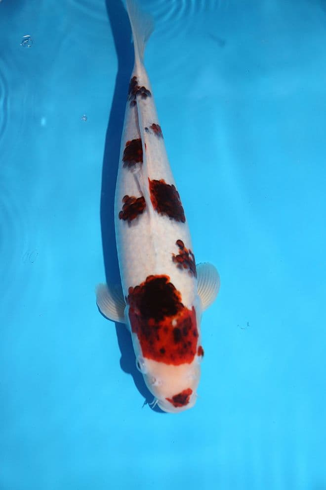 Goromo-Koi For Sale 14