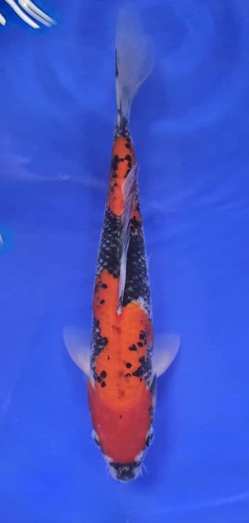 Goshiki-Koi For Sale 10" 010