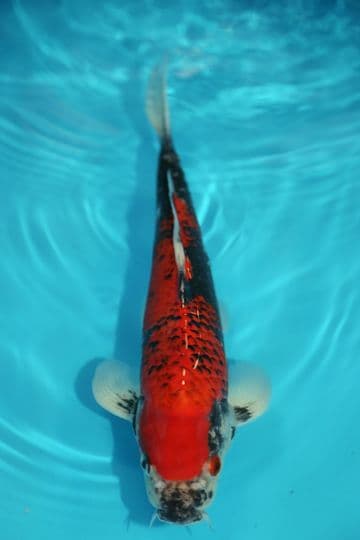Goshiki-Koi For Sale 12" 9540