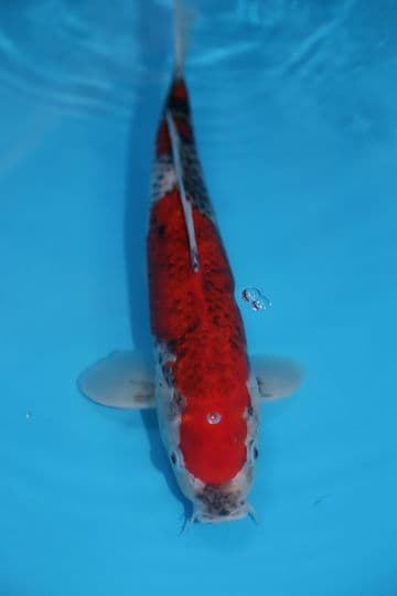 Goshiki-Koi For Sale 12" 9585