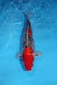 Goshiki-Koi For Sale 15