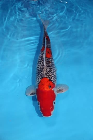 Goshiki-Koi For Sale 15" 9412