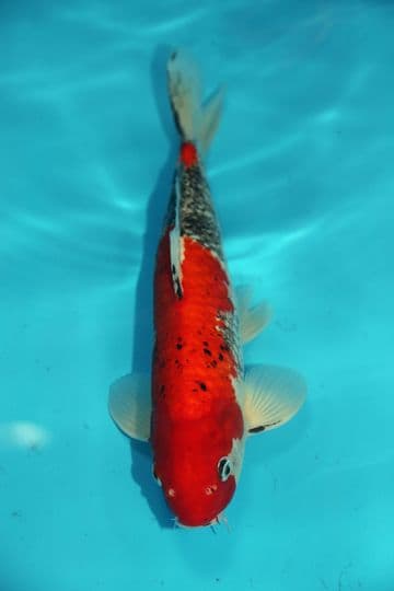 Goshiki-Koi For Sale 15" 9481