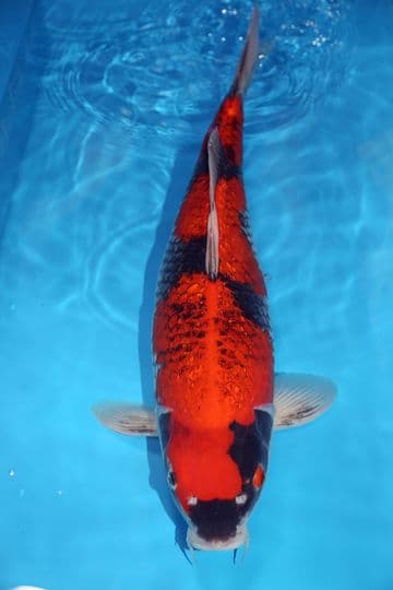 Goshiki-Koi For Sale 24" 9656