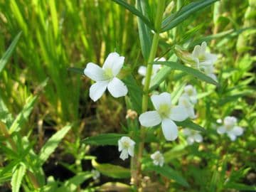 Gratiola officinalis 3 x 1ltr Basket