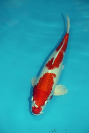 Hariwake-Koi For Sale 11" 9541