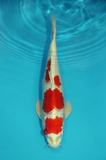 Hariwake-Koi For Sale 12" 9519