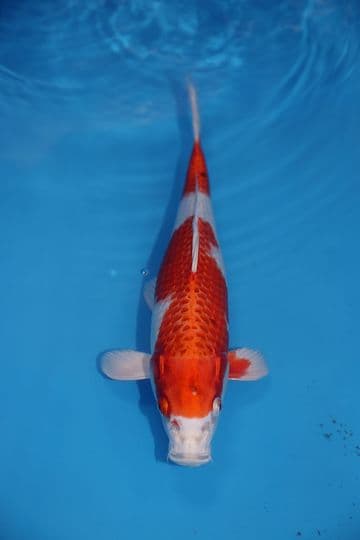 Hariwake-Koi For Sale 12" 9570