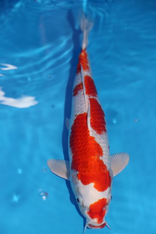 Hariwake-Koi For Sale 14