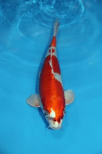 Hariwake-Koi For Sale 14" 9466