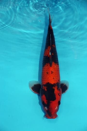 Hi Showa-Koi For Sale 14" 9449