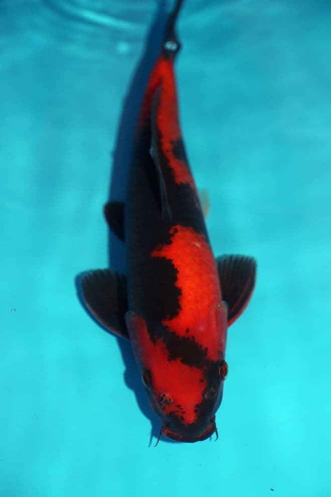 Hi Utsuri-Koi For Sale 14