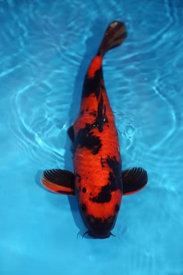 Hi Utsuri-Koi For Sale 15" 9406