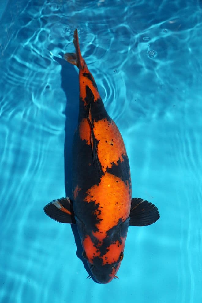 Hi Utsuri-Koi For Sale 20