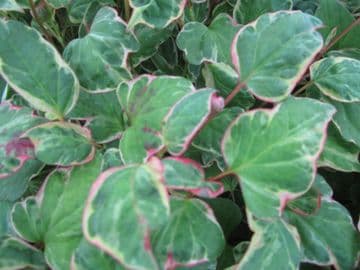 Houttuynia cordata 'Boo Boo' 3ltr Basket