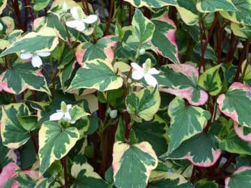Houttuynia cordata 'Chameleon' 3 x 9cm pots