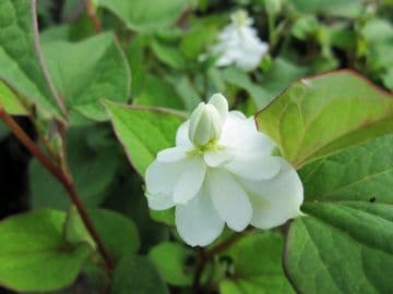 Houttuynia cordata 'Plena' 3 x 1ltr Basket
