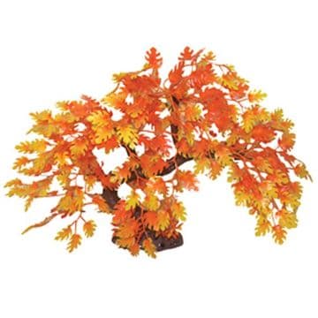 Hugo Bonsai Autumn 23cm
