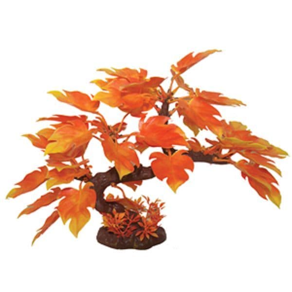 hecken bambus Fargesia murielae 'Rufa' / Heckenbambus main image 0