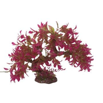 Hugo Bonsai Purple 23cm