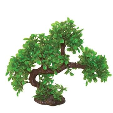 Hugo Bonsai Summer 23cm